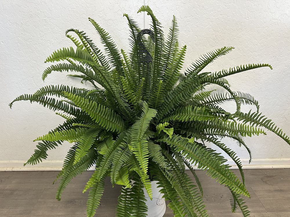 nephrolepis-obliterata-kimberly-queen-kimberly-queen-fern