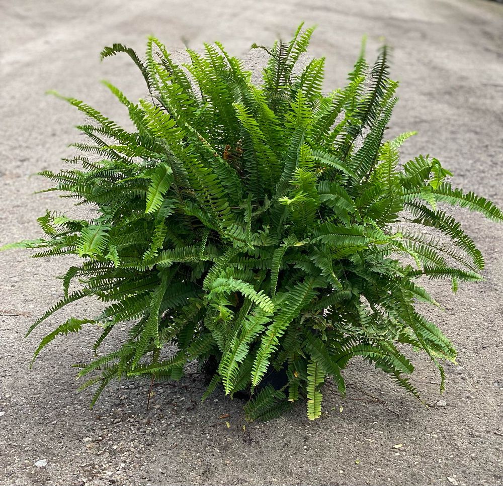 nephrolepis-obliterata-kimberly-queen-kimberly-queen-fern