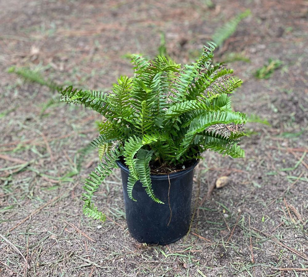 nephrolepis-obliterata-kimberly-queen-kimberly-queen-fern