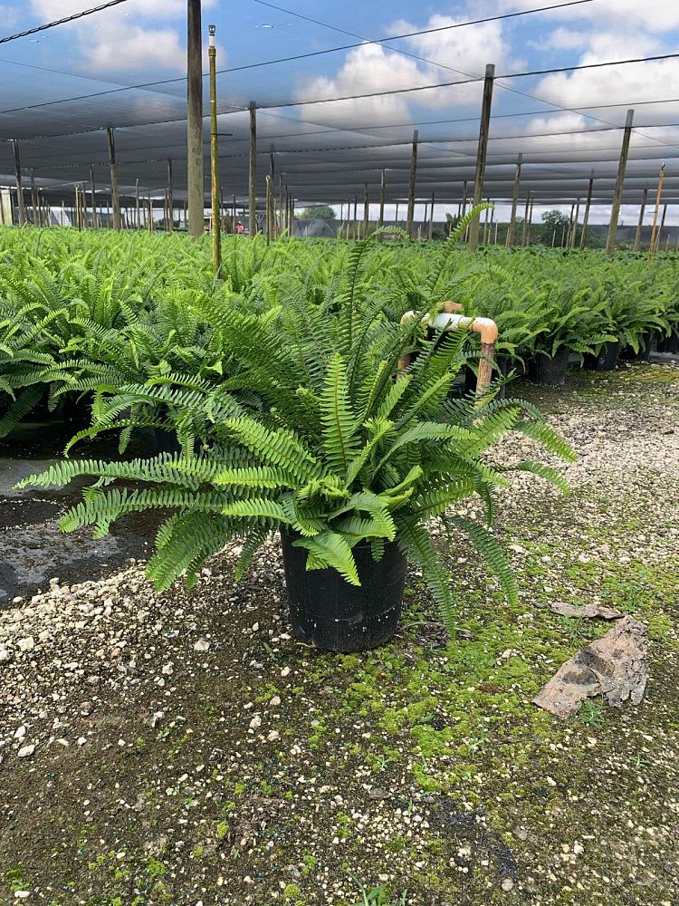 nephrolepis-obliterata-kimberly-queen-kimberly-queen-fern