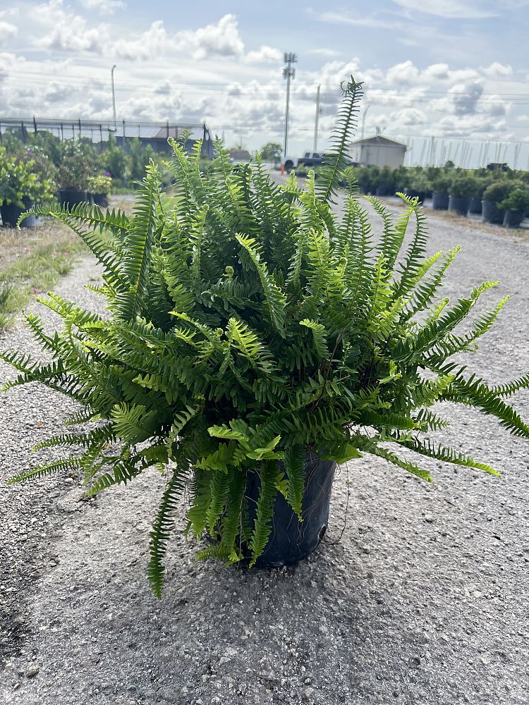 nephrolepis-obliterata-kimberly-queen-kimberly-queen-fern
