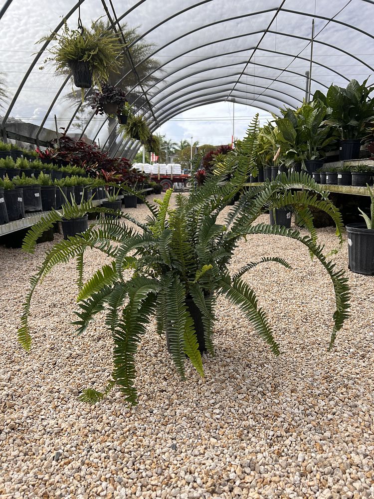 nephrolepis-obliterata-kimberly-queen-kimberly-queen-fern