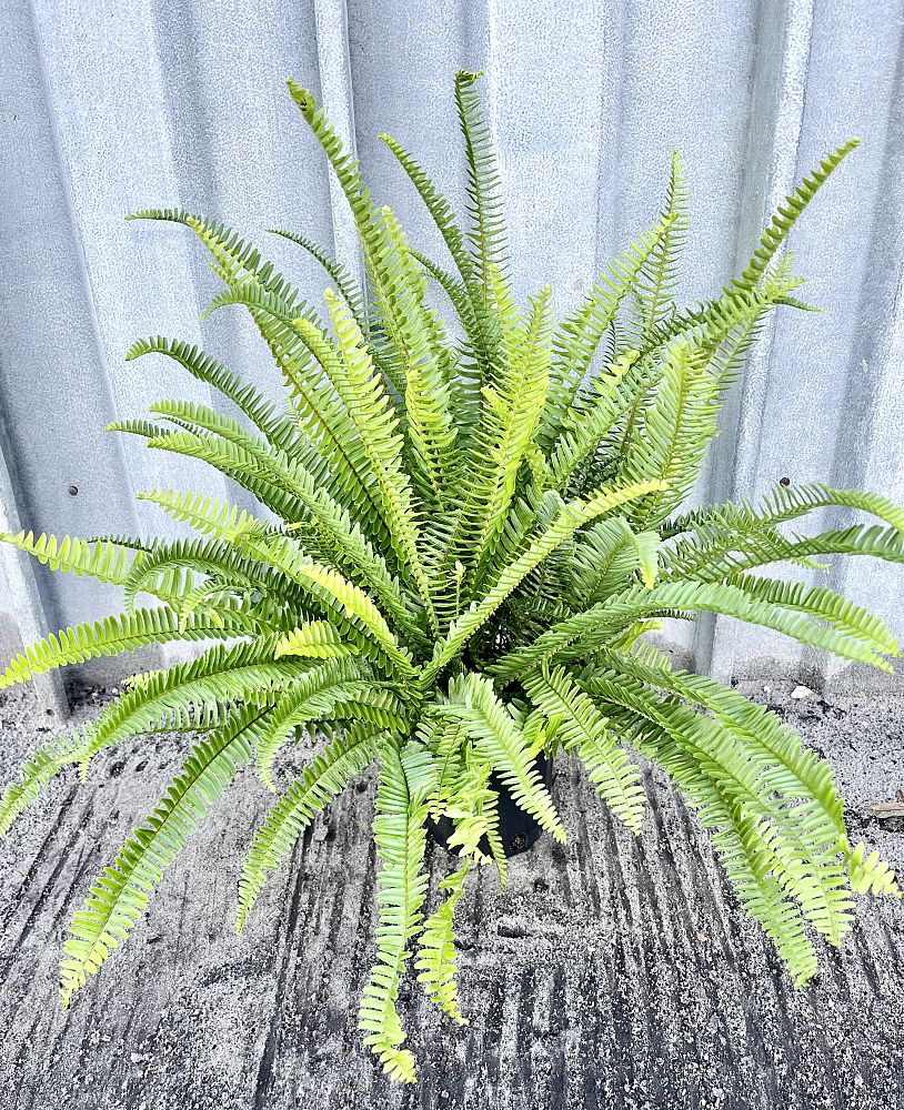 nephrolepis-obliterata-kimberly-queen-kimberly-queen-fern