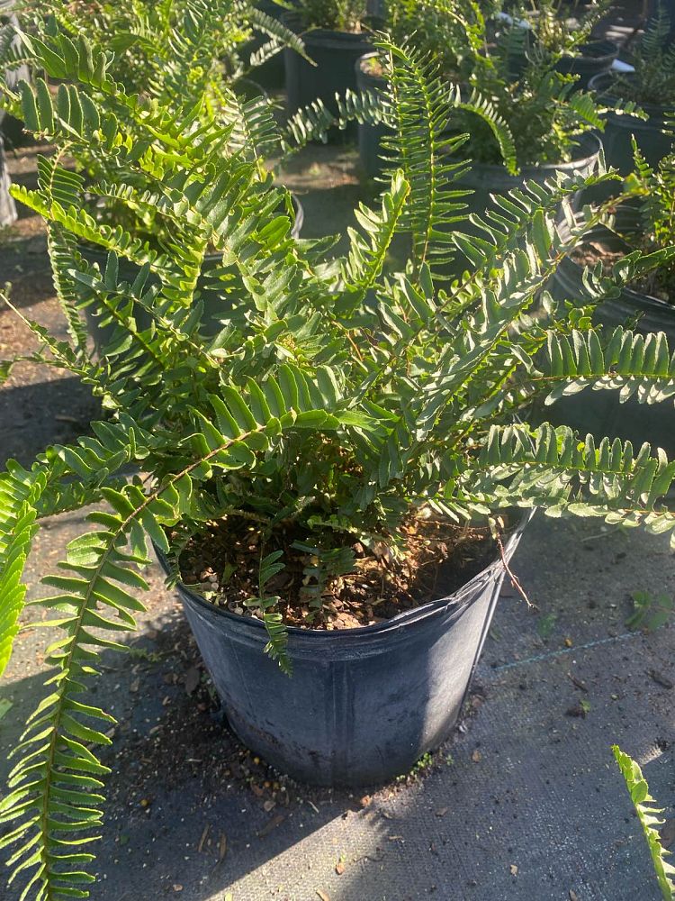 nephrolepis-obliterata-kimberly-queen-kimberly-queen-fern