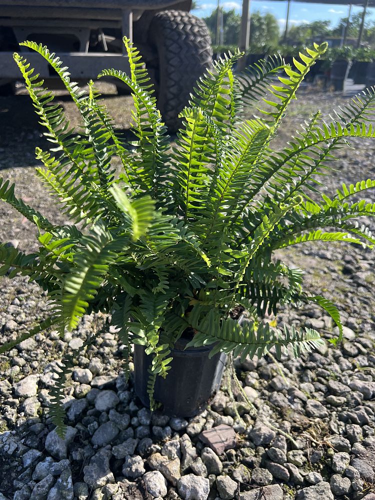 nephrolepis-obliterata-kimberly-queen-kimberly-queen-fern