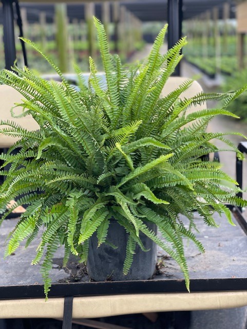 nephrolepis-obliterata-kimberly-queen-kimberly-queen-fern