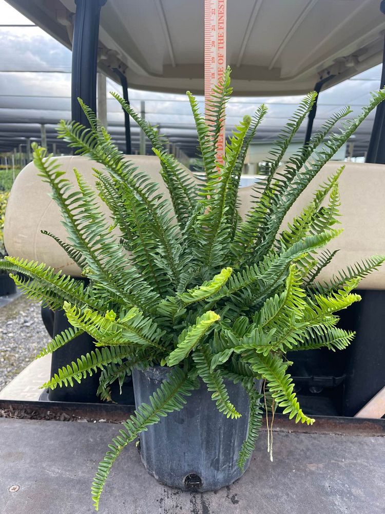 nephrolepis-obliterata-kimberly-queen-kimberly-queen-fern