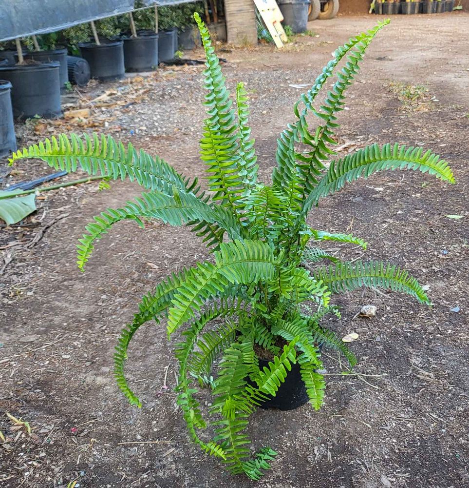 nephrolepis-obliterata-kimberly-queen-kimberly-queen-fern
