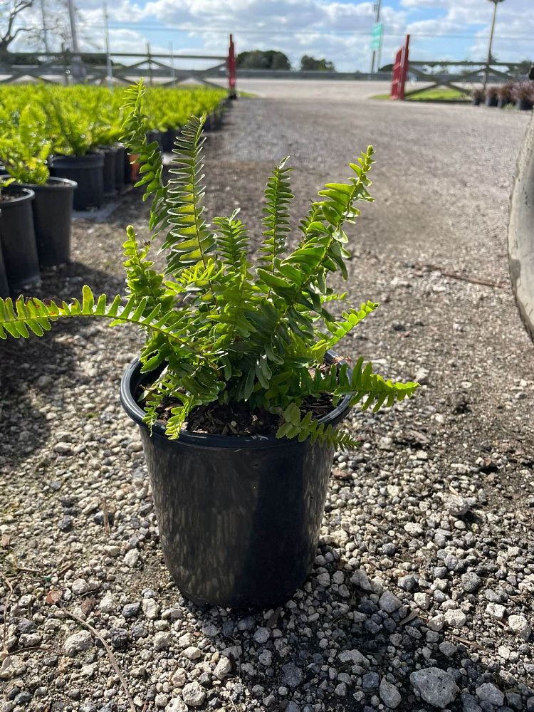 nephrolepis-obliterata-kimberly-queen-kimberly-queen-fern