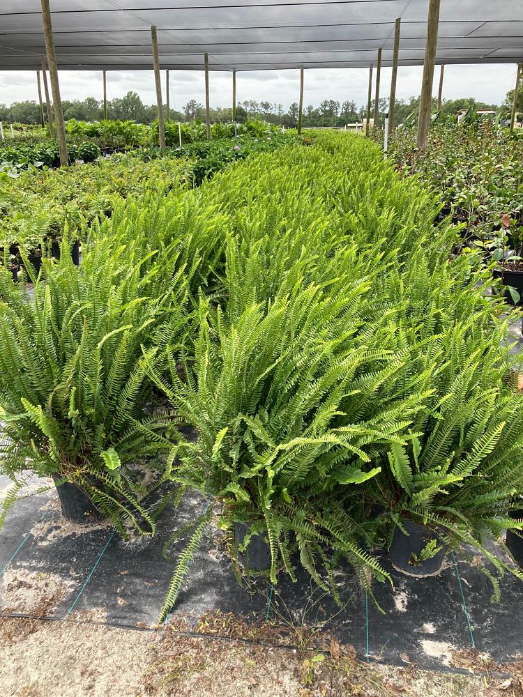 nephrolepis-obliterata-kimberly-queen-kimberly-queen-fern
