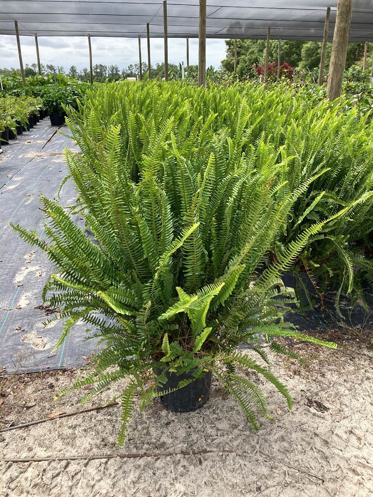 nephrolepis-obliterata-kimberly-queen-kimberly-queen-fern