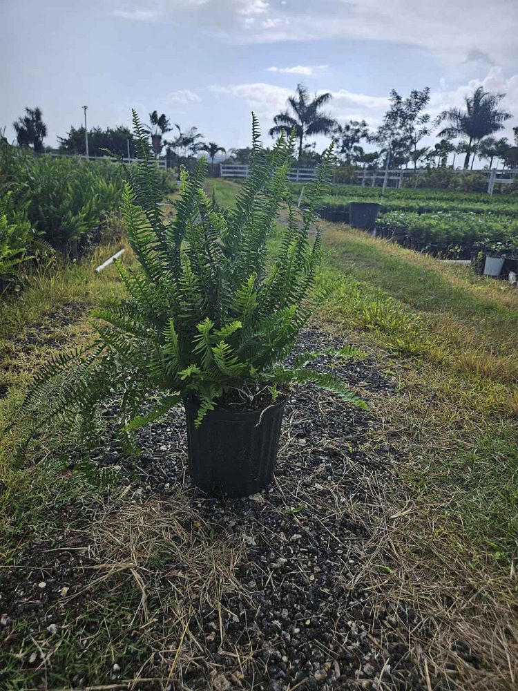 nephrolepis-obliterata-kimberly-queen-kimberly-queen-fern