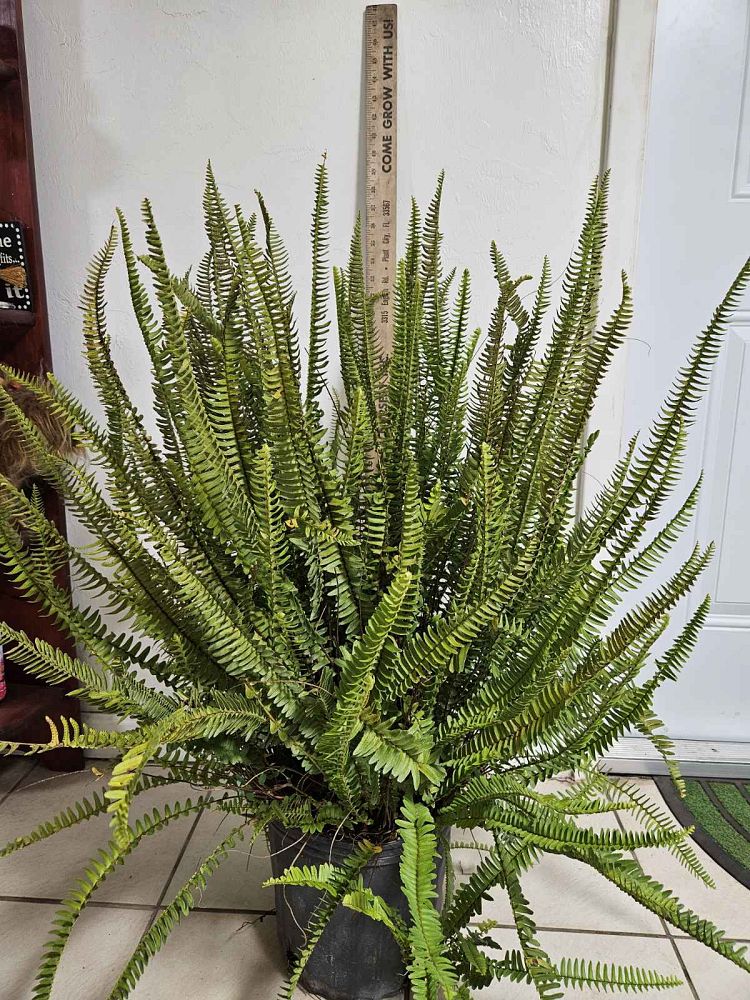 nephrolepis-obliterata-kimberly-queen-kimberly-queen-fern