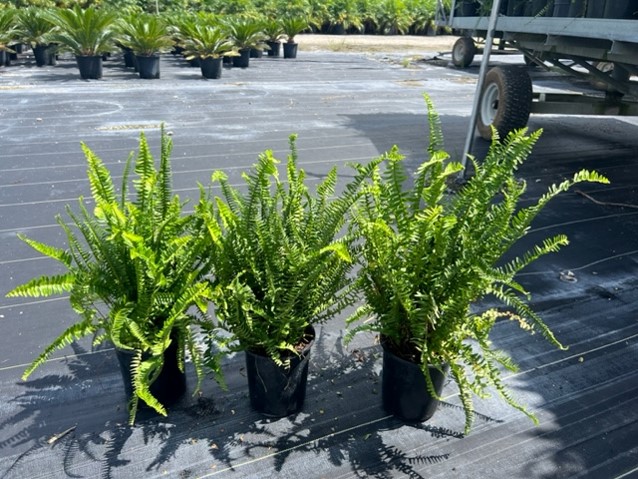 nephrolepis-obliterata-kimberly-queen-kimberly-queen-fern