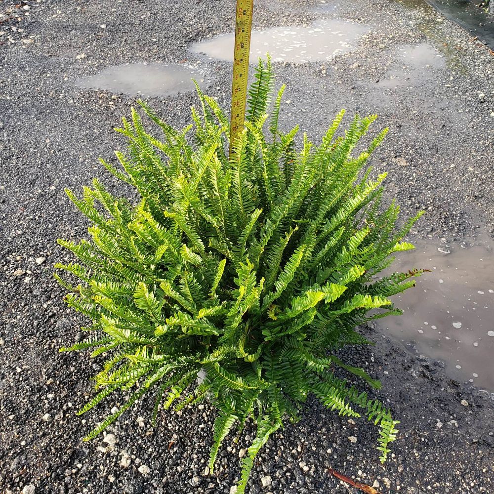 nephrolepis-obliterata-kimberly-queen-kimberly-queen-fern