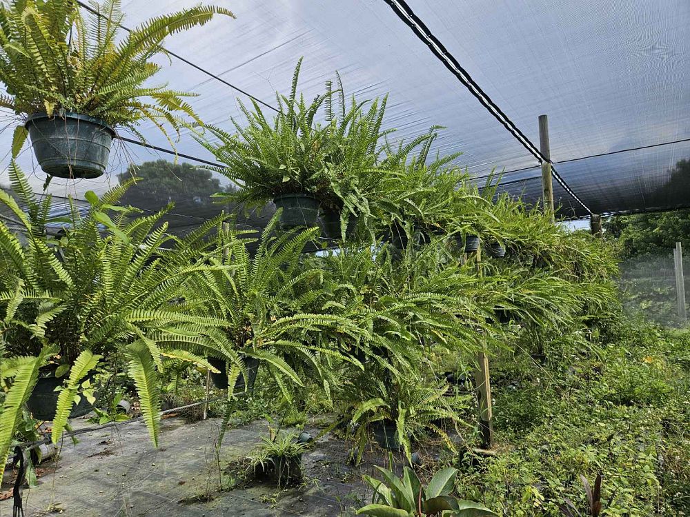 nephrolepis-obliterata-kimberly-queen-kimberly-queen-fern