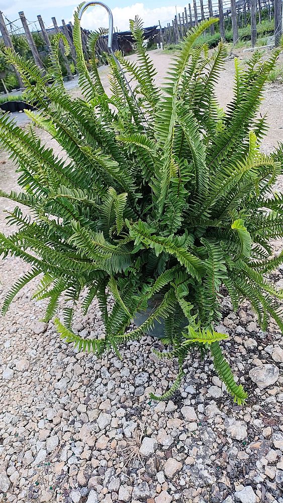 nephrolepis-obliterata-kimberly-queen-kimberly-queen-fern