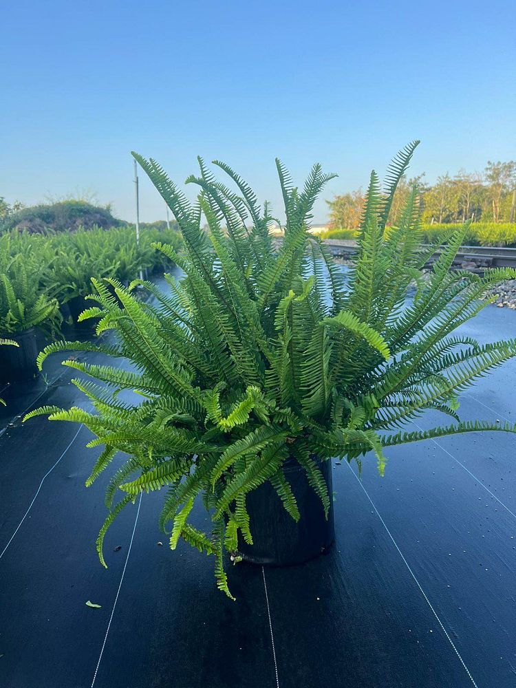 nephrolepis-obliterata-kimberly-queen-kimberly-queen-fern