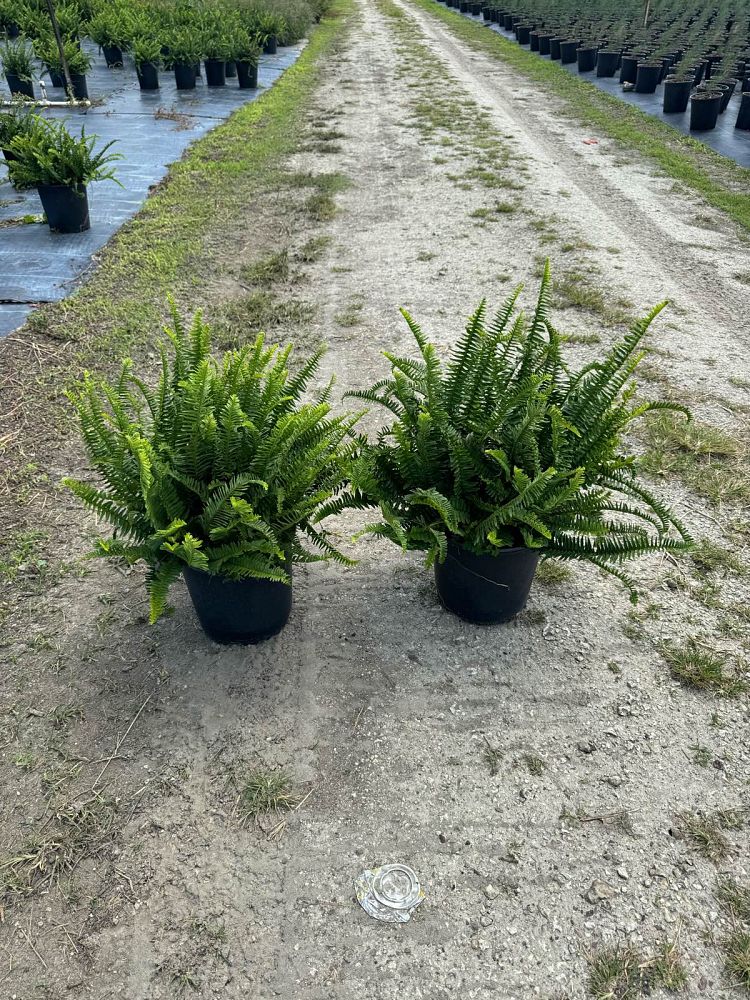 nephrolepis-obliterata-kimberly-queen-kimberly-queen-fern