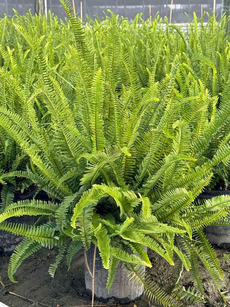 nephrolepis-obliterata-kimberly-queen-kimberly-queen-fern
