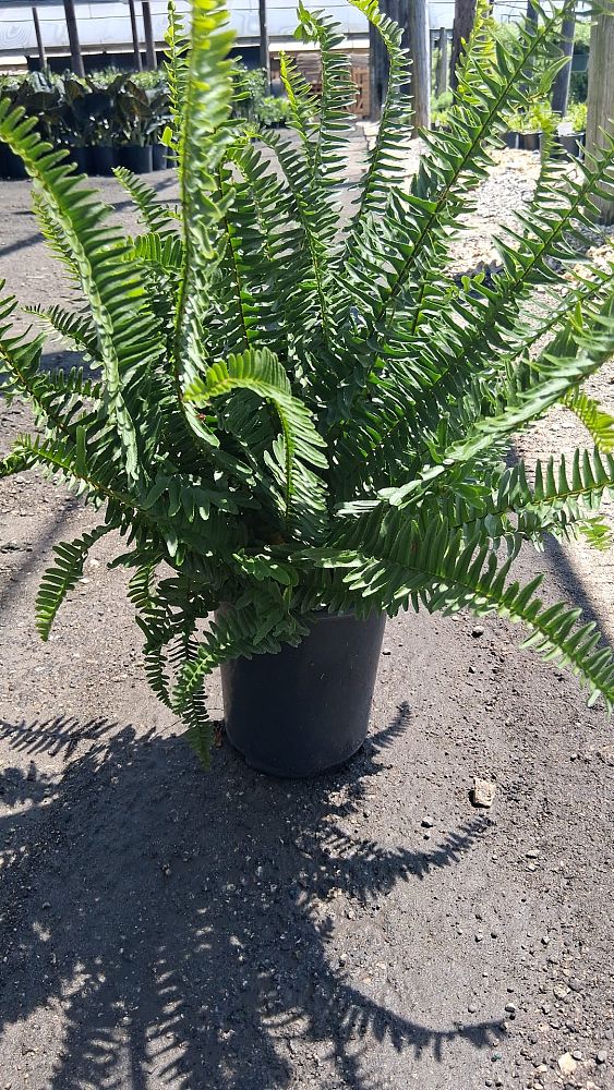 nephrolepis-obliterata-kimberly-queen-kimberly-queen-fern