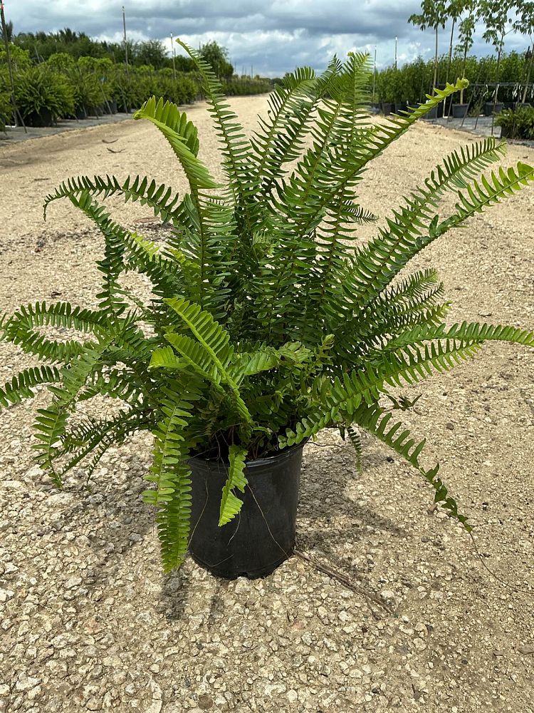 nephrolepis-obliterata-kimberly-queen-kimberly-queen-fern