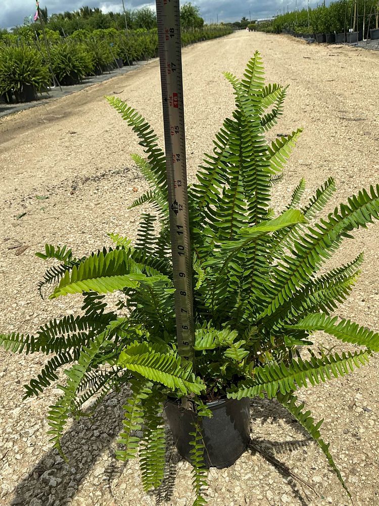 nephrolepis-obliterata-kimberly-queen-kimberly-queen-fern