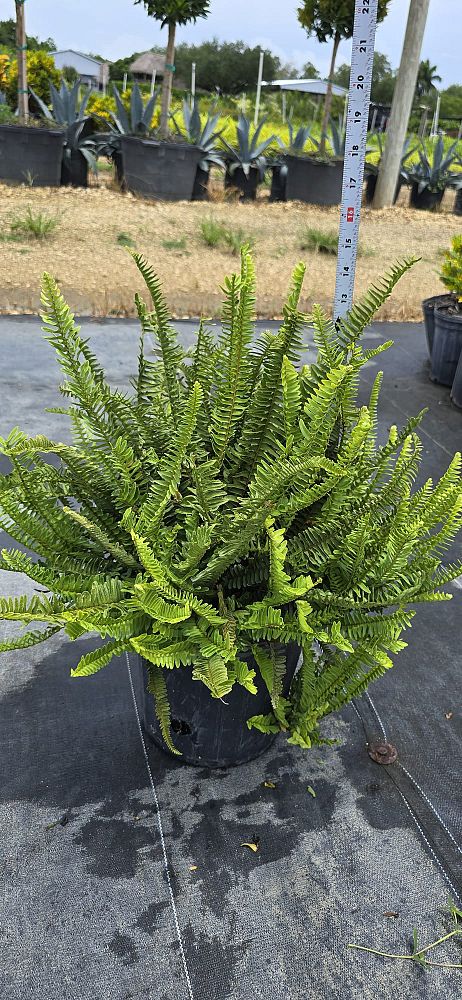 nephrolepis-obliterata-kimberly-queen-kimberly-queen-fern