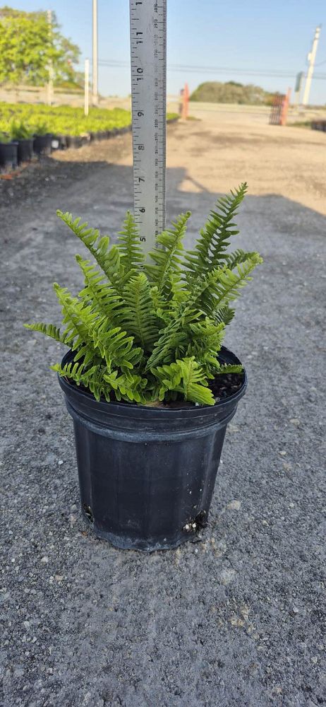nephrolepis-obliterata-kimberly-queen-kimberly-queen-fern