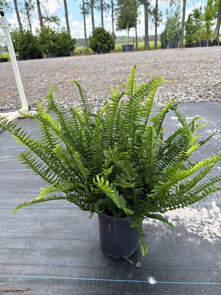 nephrolepis-obliterata-kimberly-queen-kimberly-queen-fern