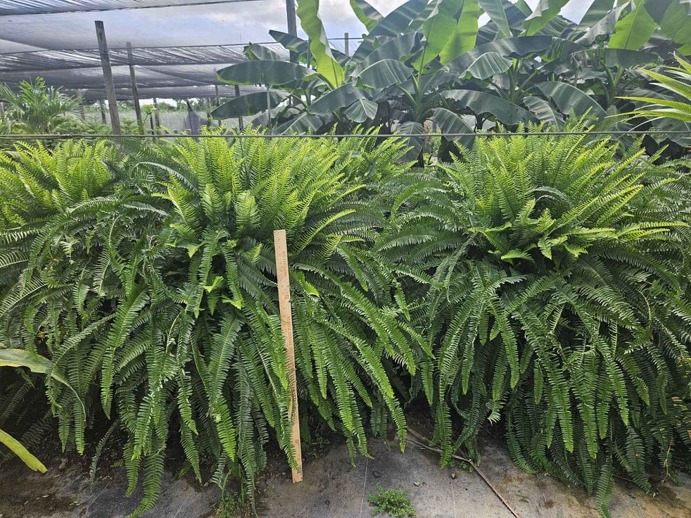 nephrolepis-obliterata-kimberly-queen-kimberly-queen-fern
