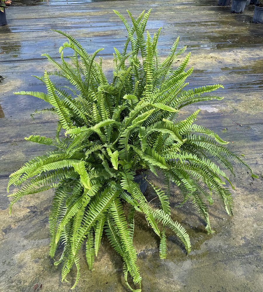 nephrolepis-obliterata-kimberly-queen-kimberly-queen-fern