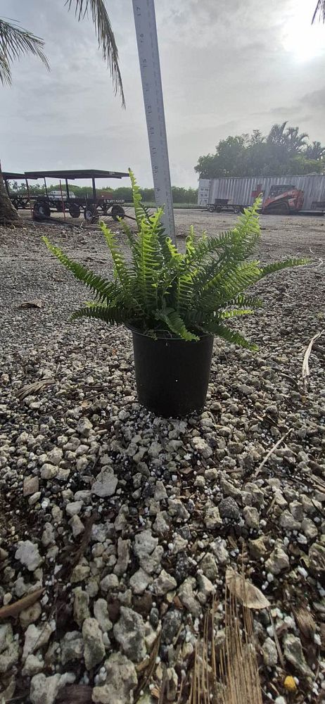 nephrolepis-obliterata-kimberly-queen-kimberly-queen-fern