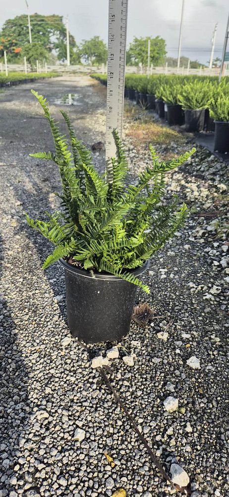 nephrolepis-obliterata-kimberly-queen-kimberly-queen-fern