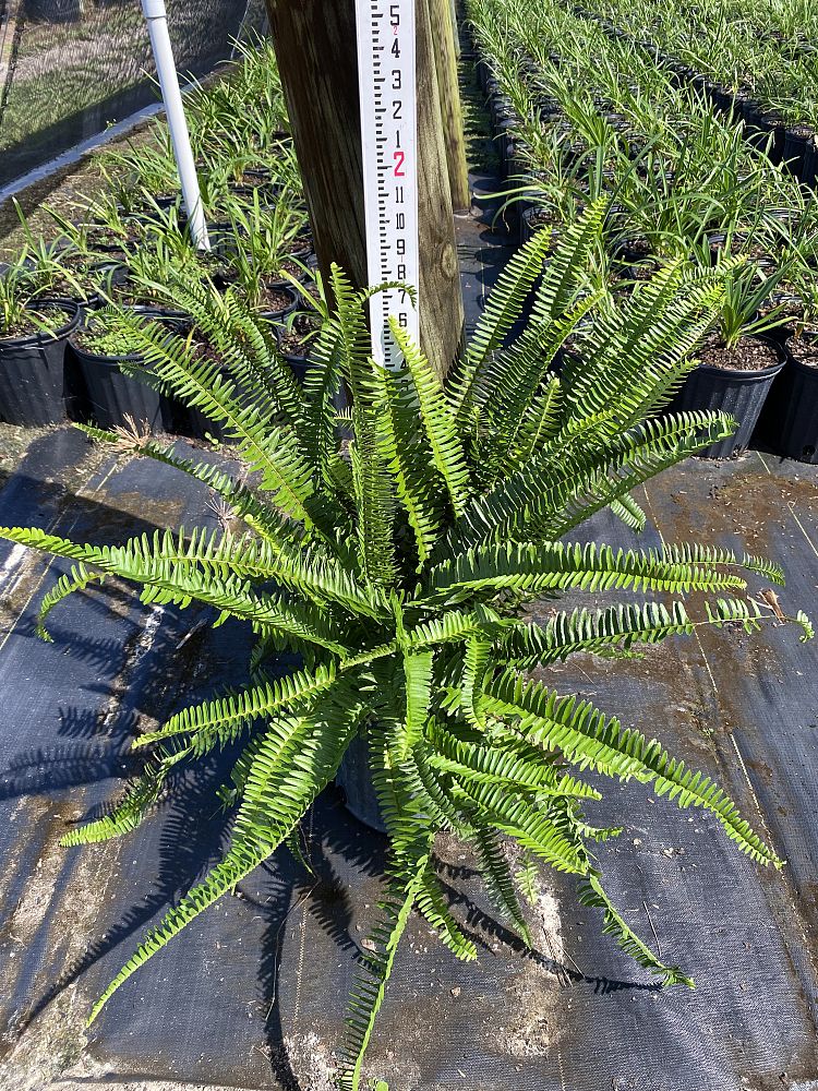 nephrolepis-obliterata-kimberly-queen-kimberly-queen-fern