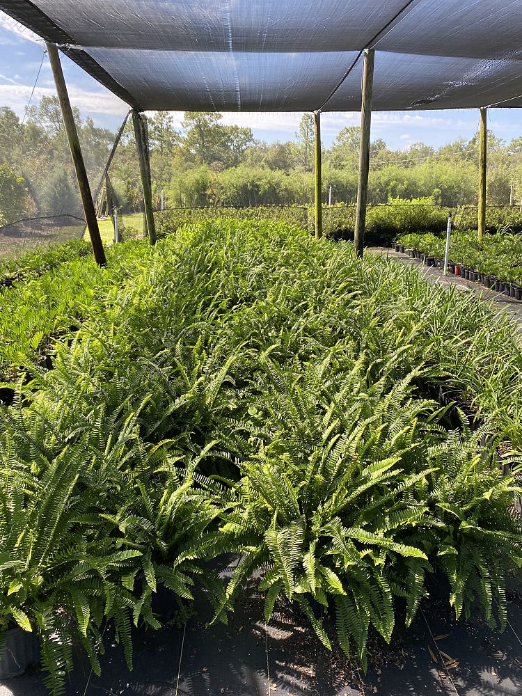 nephrolepis-obliterata-kimberly-queen-kimberly-queen-fern