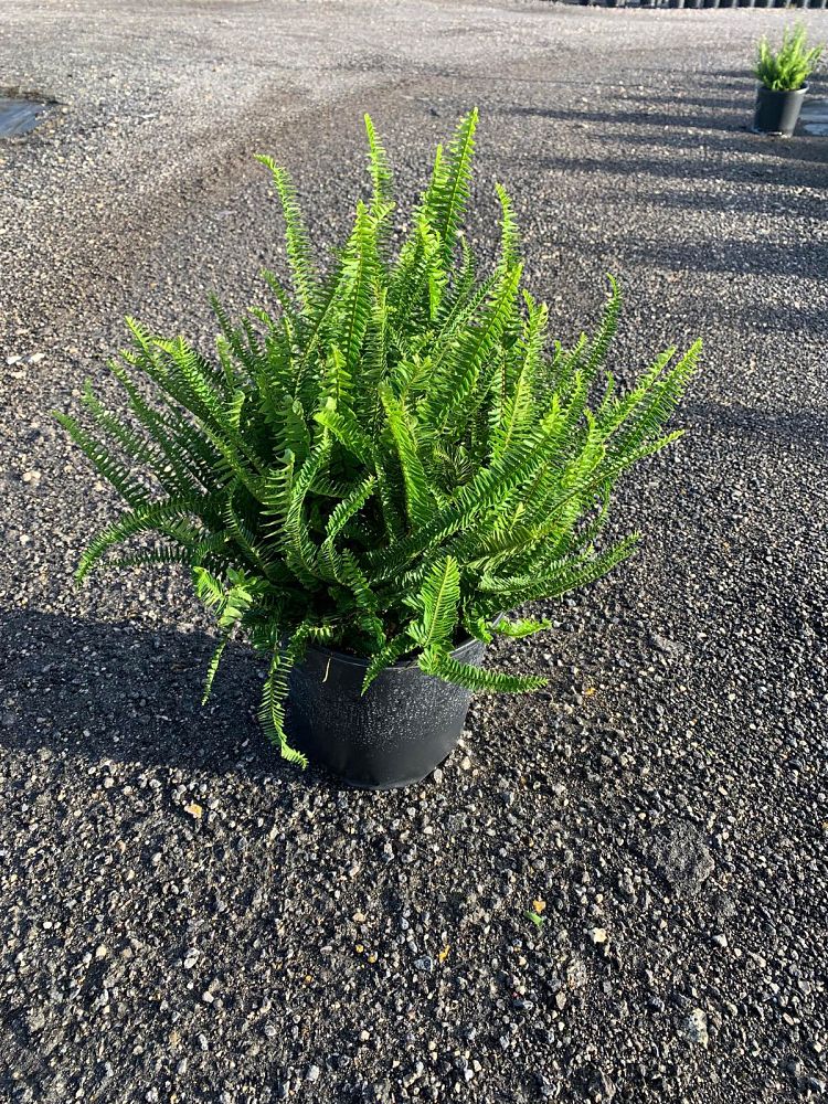 nephrolepis-obliterata-kimberly-queen-kimberly-queen-fern