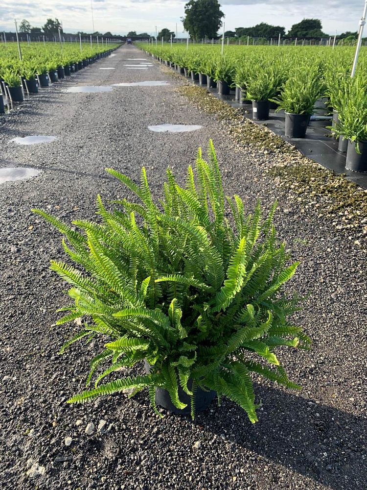 nephrolepis-obliterata-kimberly-queen-kimberly-queen-fern