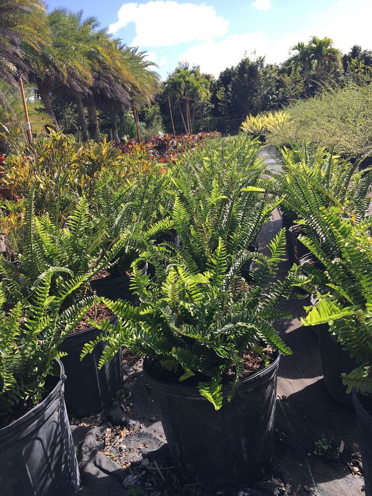 nephrolepis-stingray-boston-fern-stingray-fern