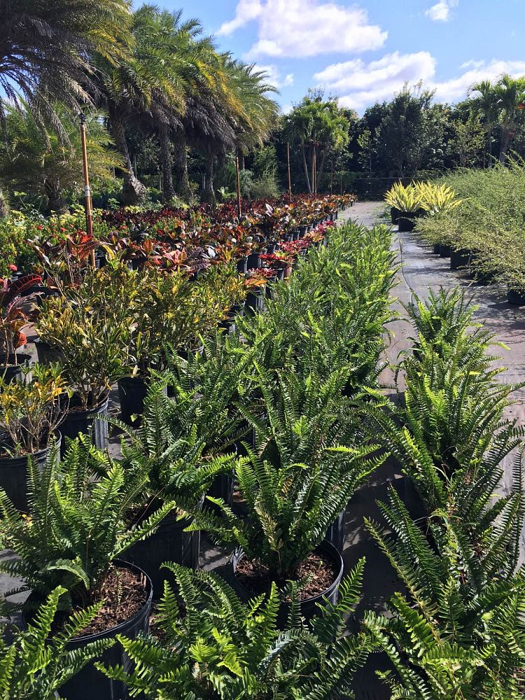 nephrolepis-stingray-boston-fern-stingray-fern