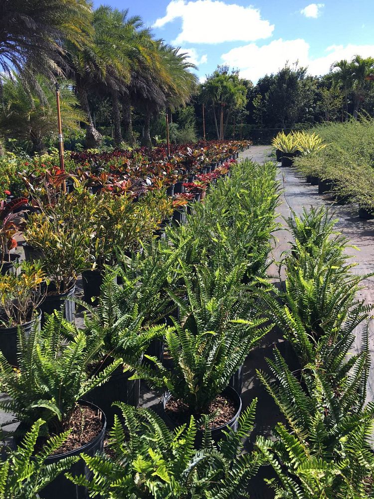 nephrolepis-stingray-boston-fern-stingray-fern