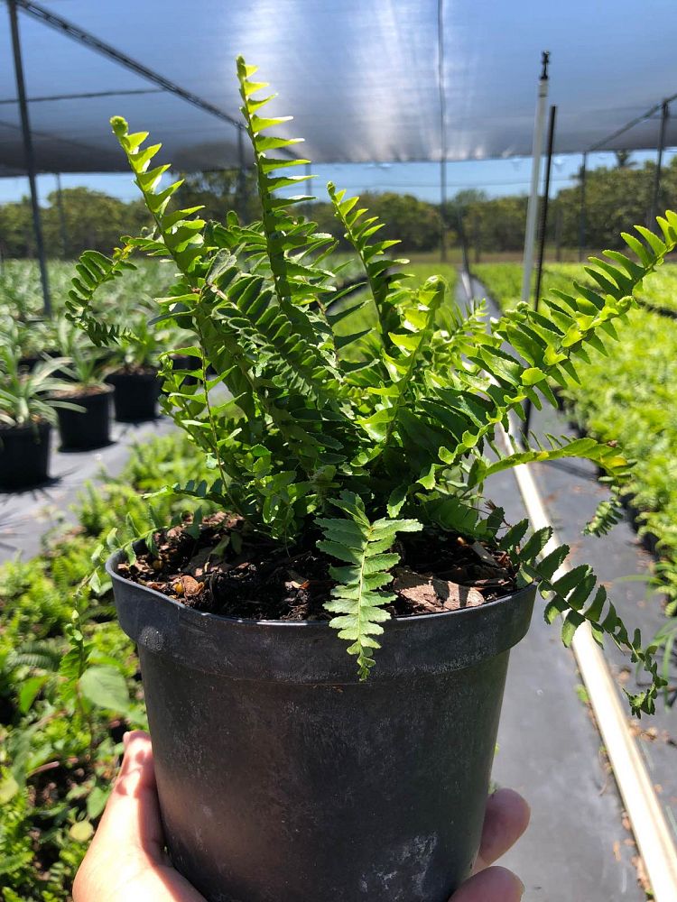nephrolepis-swordfern