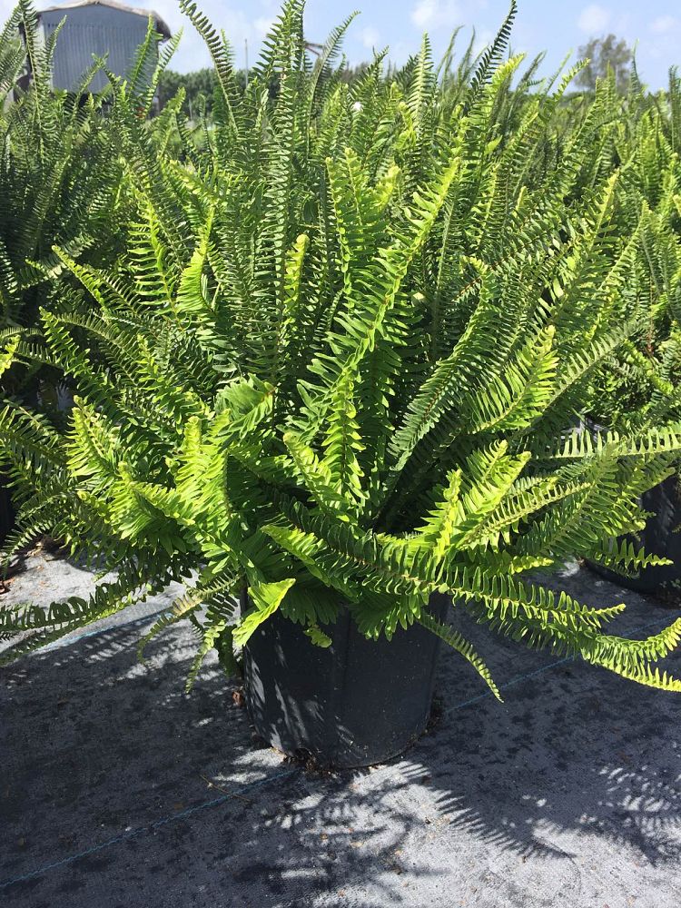 nephrolepis-swordfern