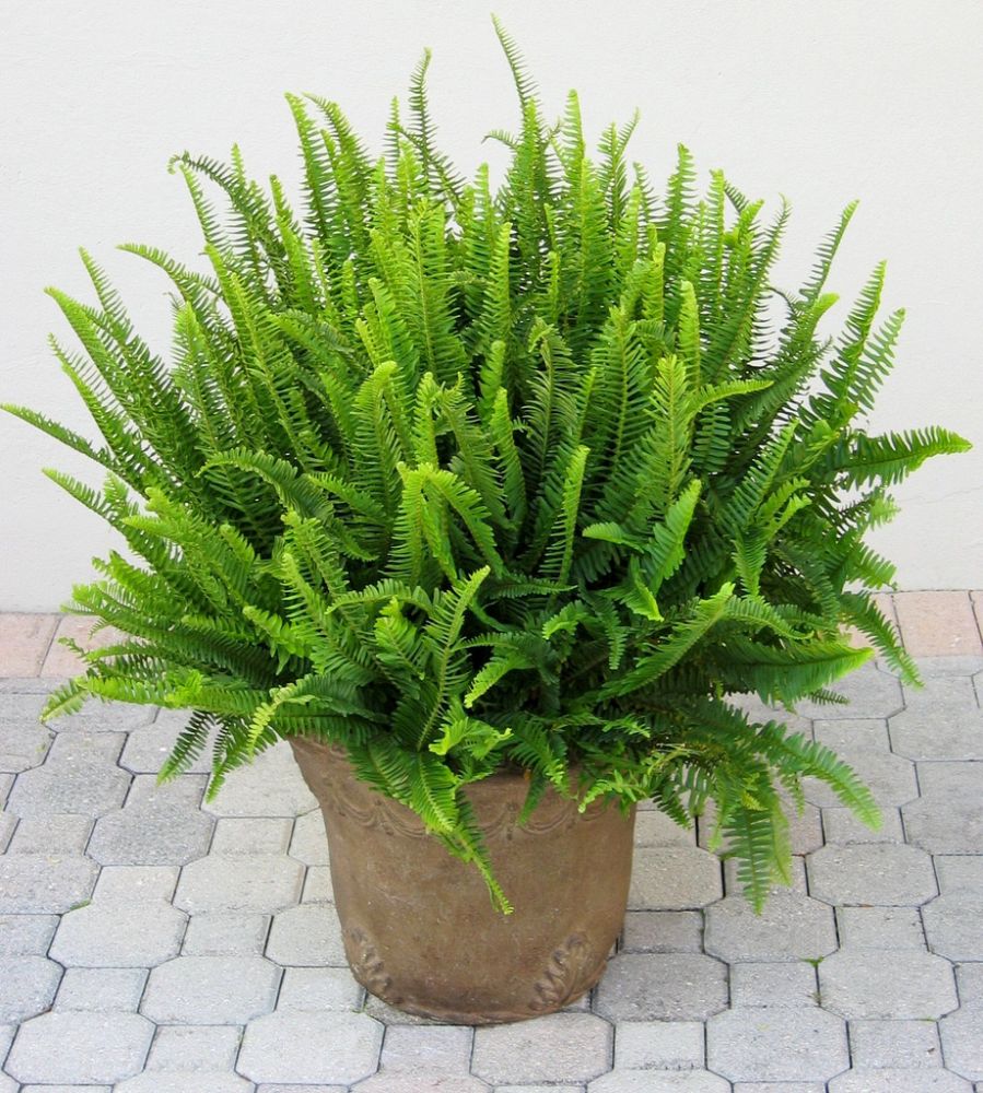 nephrolepis-swordfern