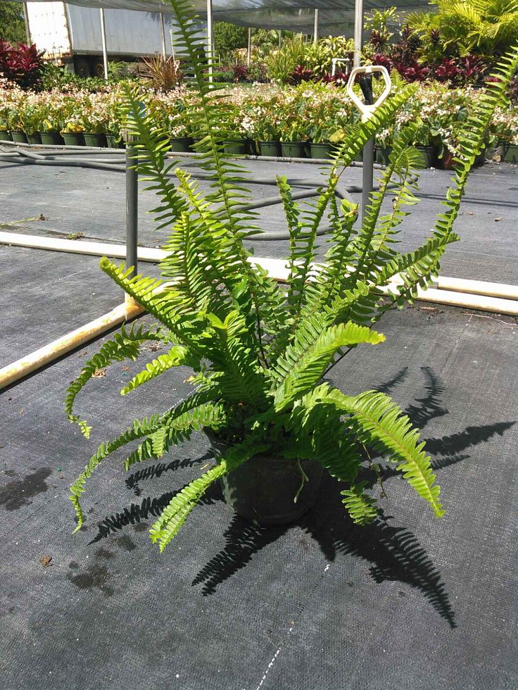 nephrolepis-swordfern