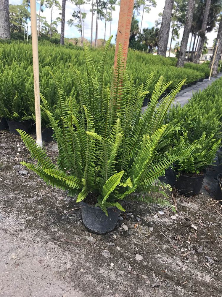 nephrolepis-swordfern