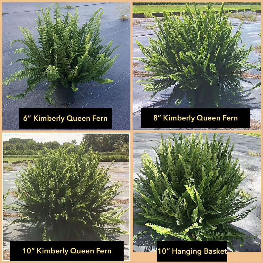 nephrolepis-swordfern