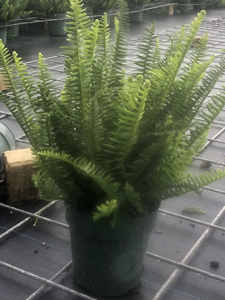nephrolepis-swordfern