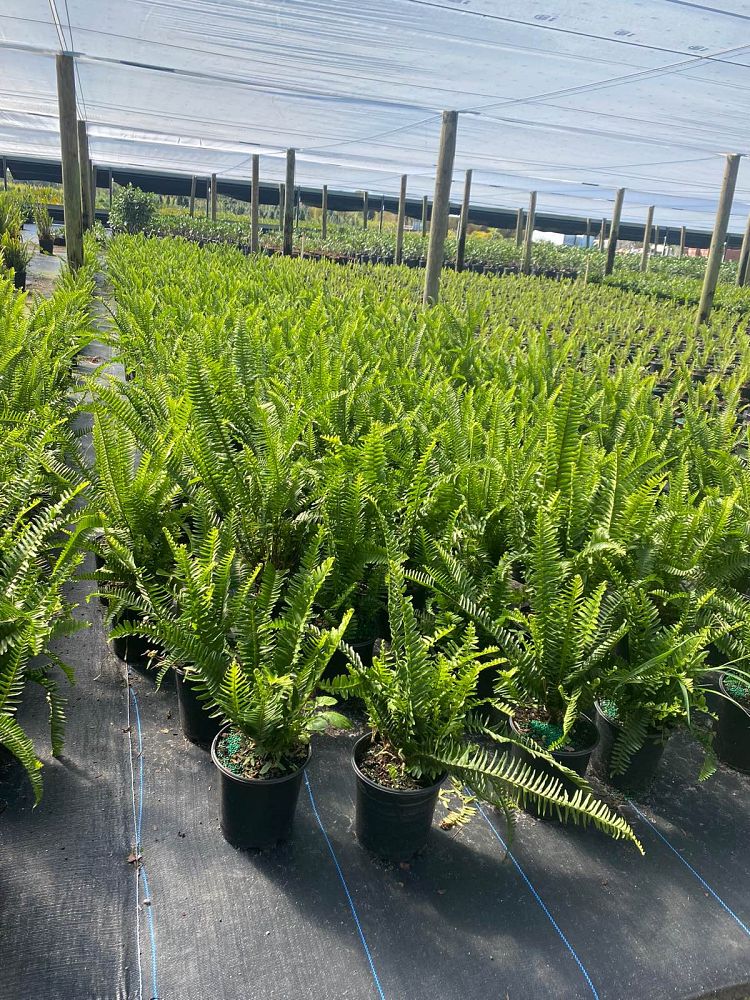 nephrolepis-swordfern