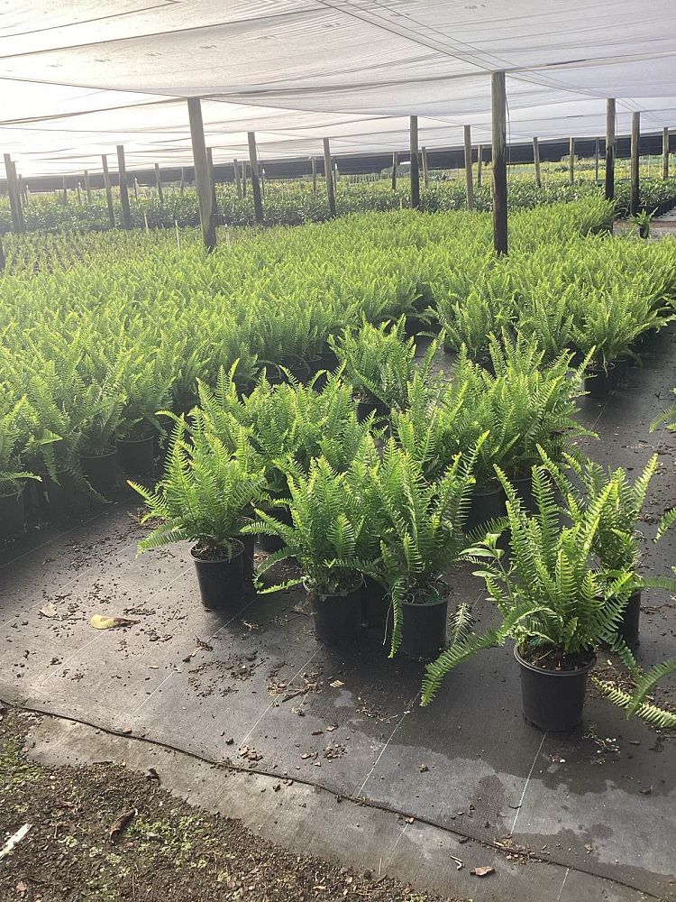 nephrolepis-swordfern